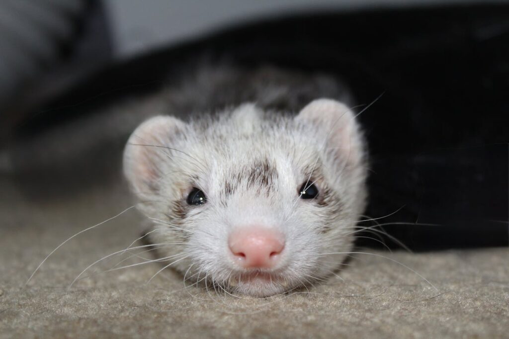ferrets