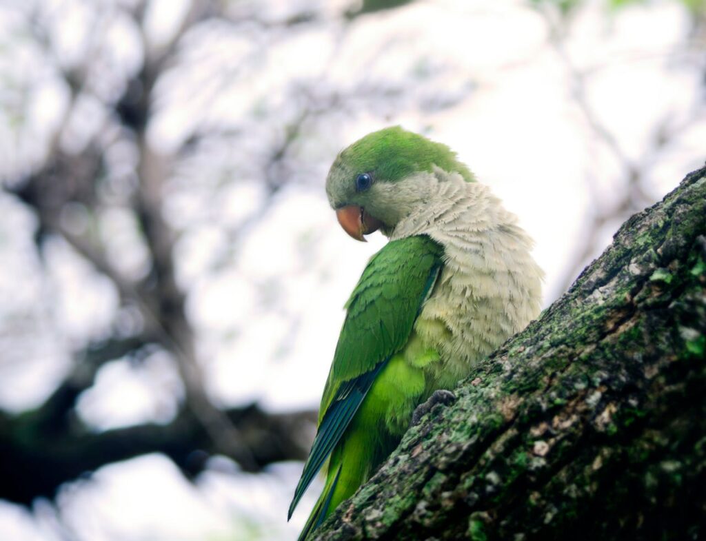 A quaker parrot looking with side eye