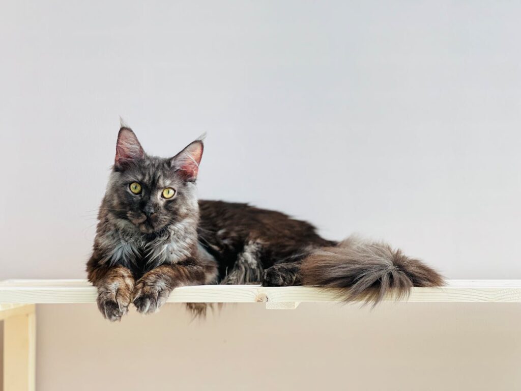 cat on a shelf