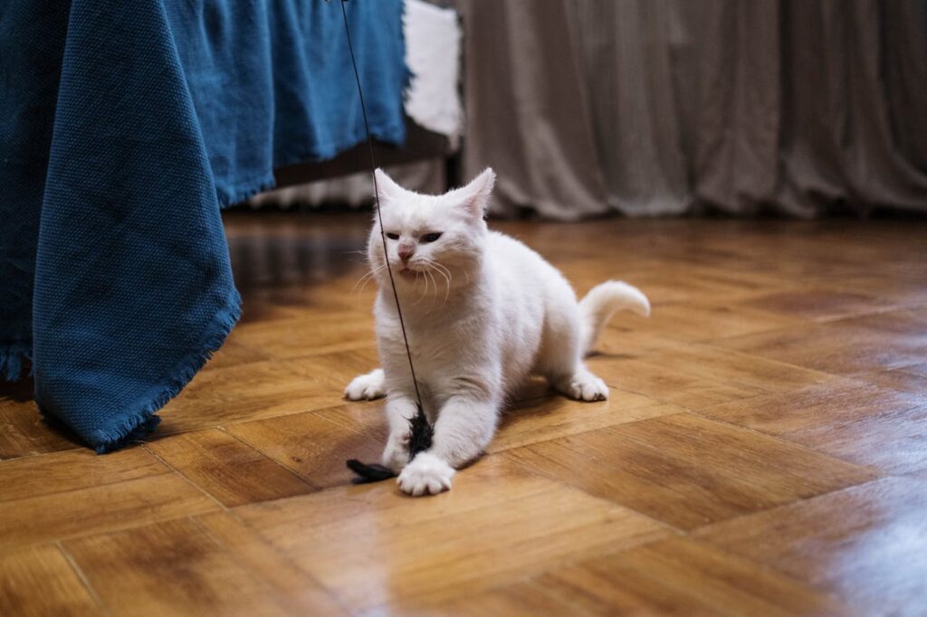 cat with wand