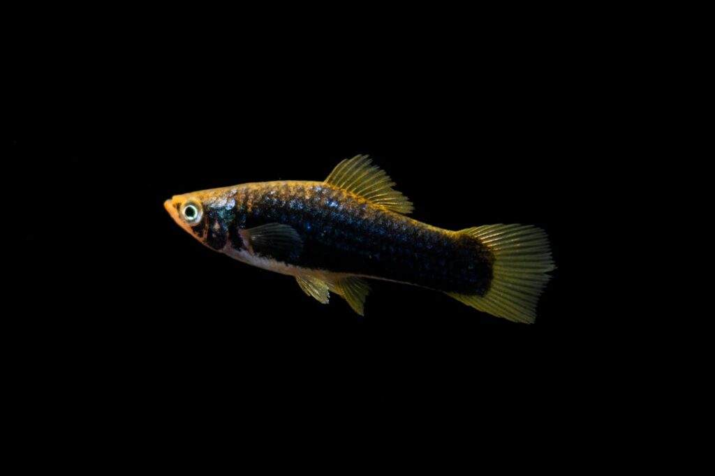 Black and Yellow Molly Fish