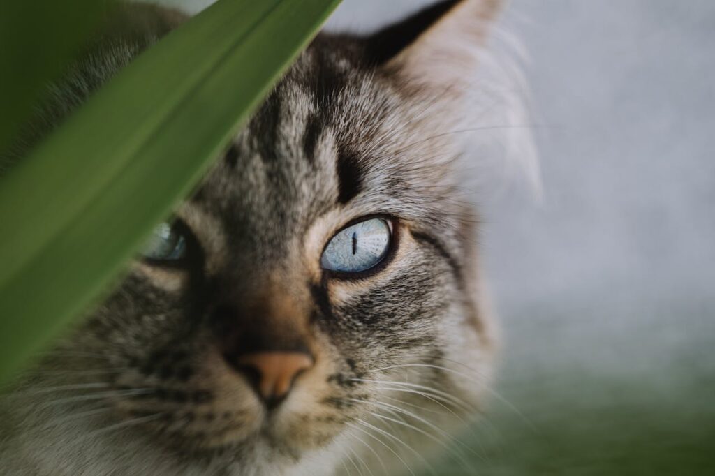 shy cat