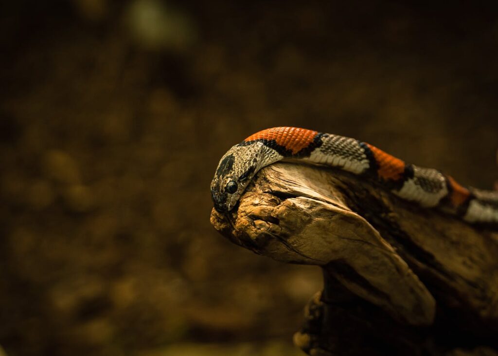 milk snake