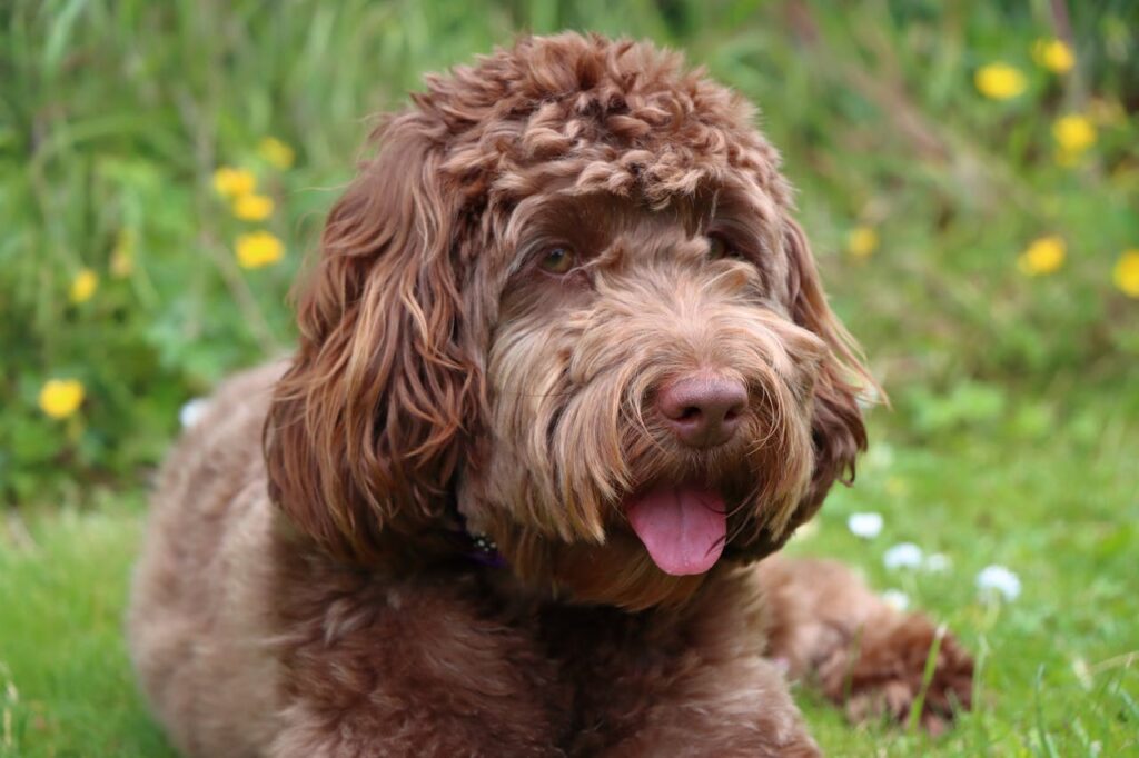 brown cockapoo dog