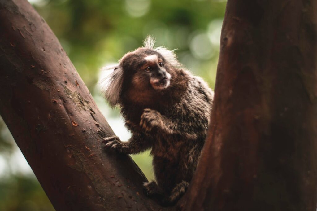 marmoset monkey
