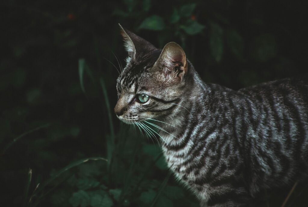 toyger