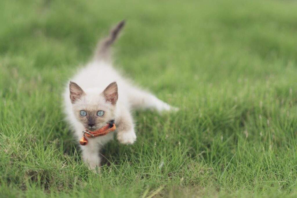 A Siamase Cat playing
