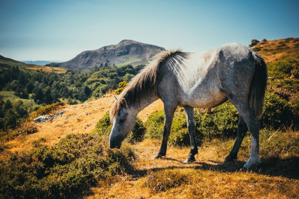 white gray horse grazing