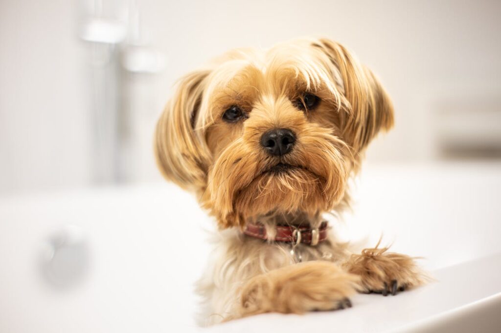 YORKSHIRE TERRIER