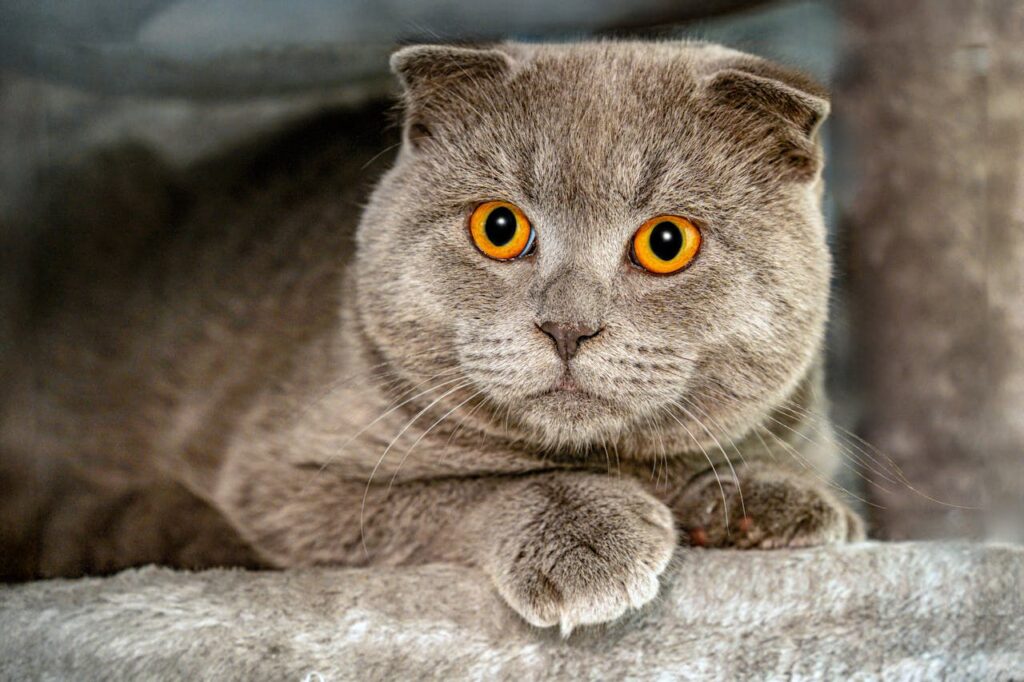 Scottish Fold Cat with Bright Orange Eyes