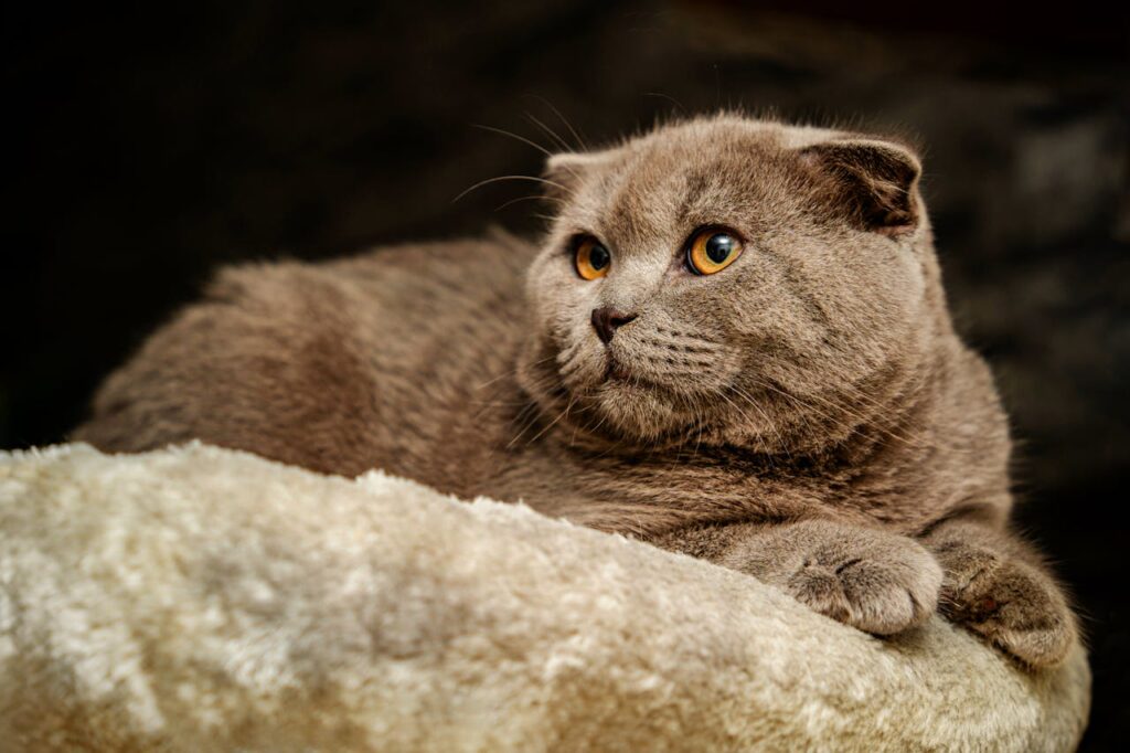 scottish fold