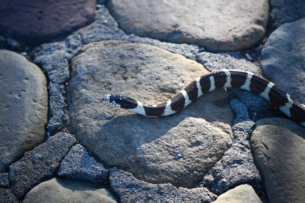 california kingsnake