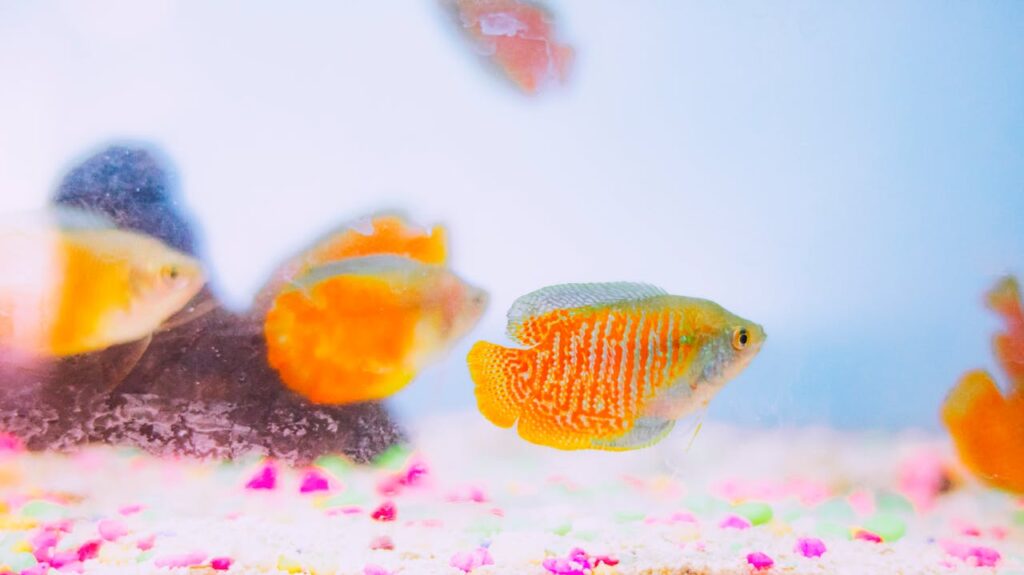 dwarf gourami