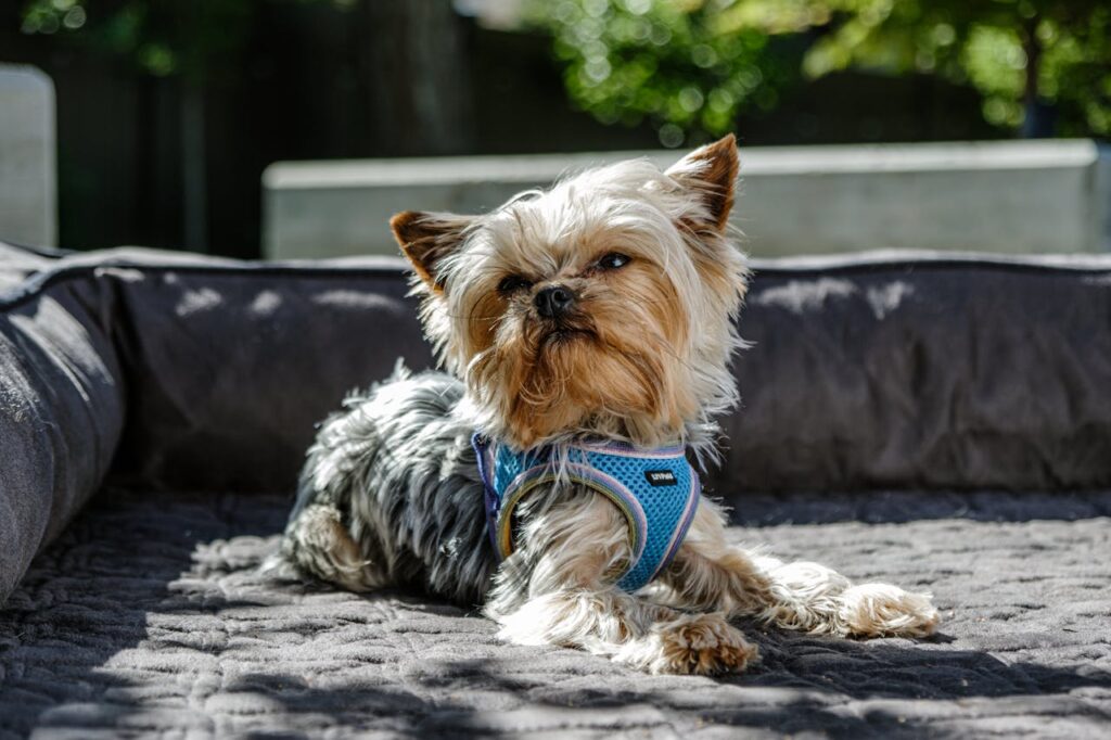 yorkshire-terrier-relaxing