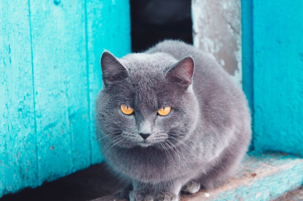 Chartreux