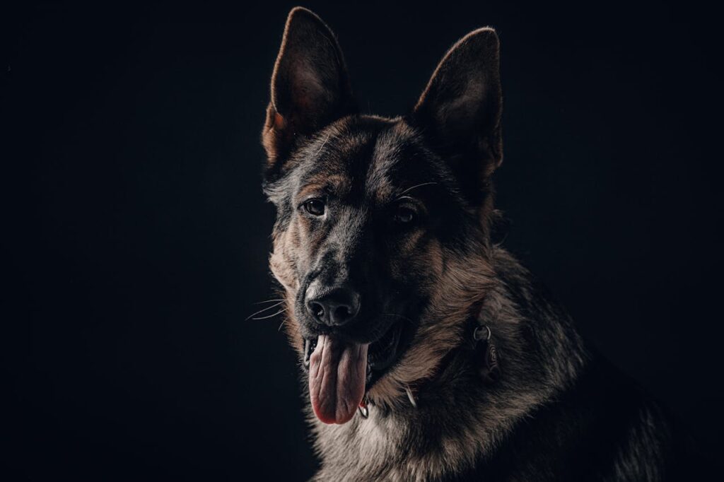 german shepherd