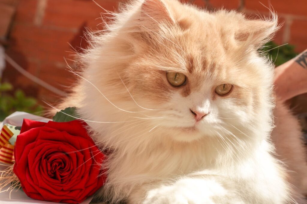 A fluffy orange and white cat with large golden eyes is resting beside a vibrant red rose