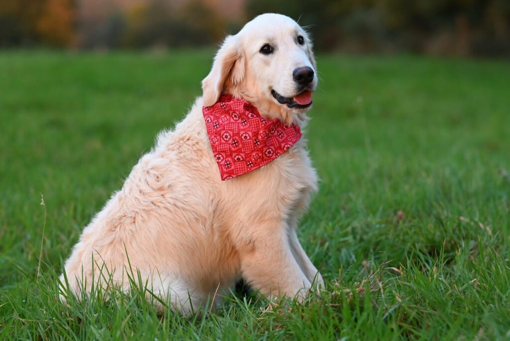 golden-retriever