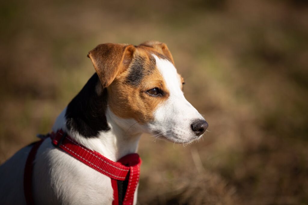 Smooth Fox Terrier
