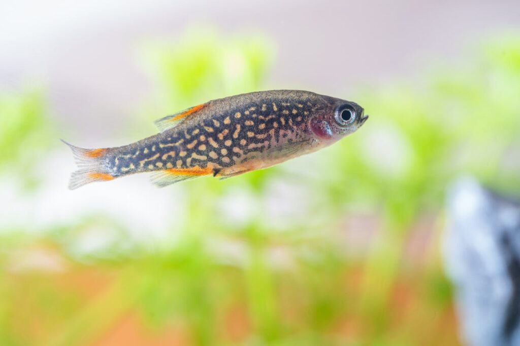 Celestial Pearl Danios