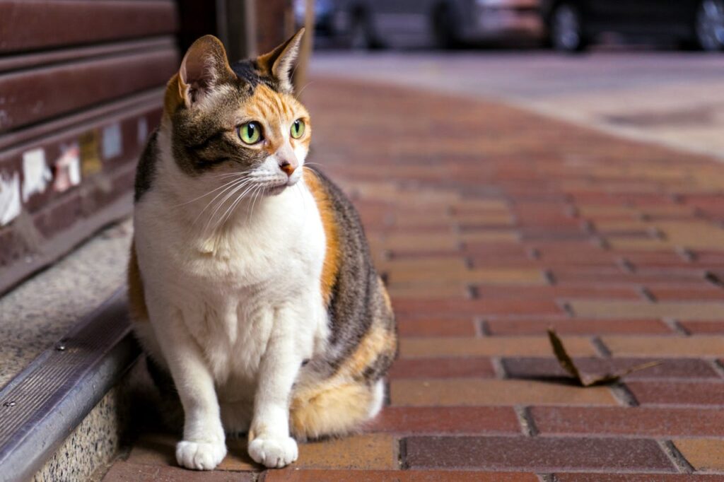 Brown and White tabby cat on street