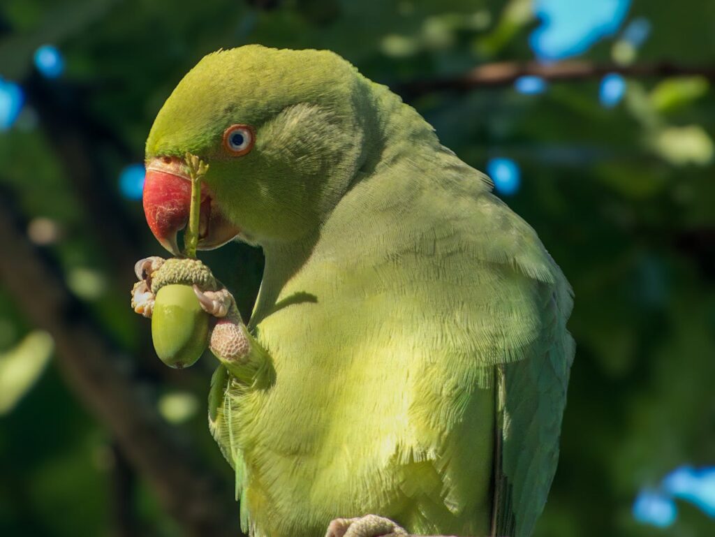 A green parrot enjoying nut