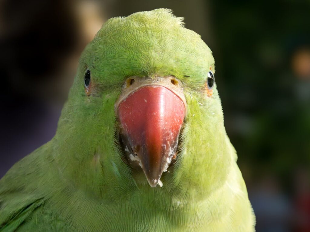 A green parakeet looking directly at camera