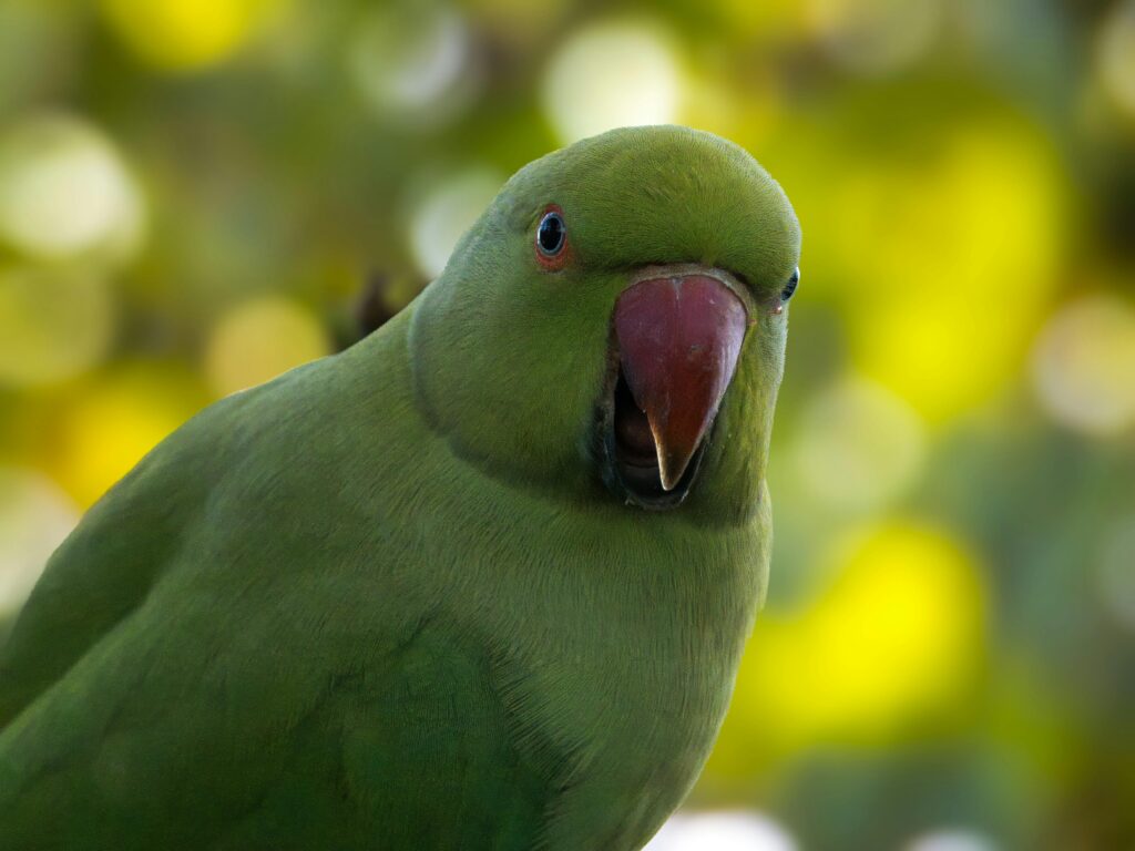 A ringneck parakeet with its beak open