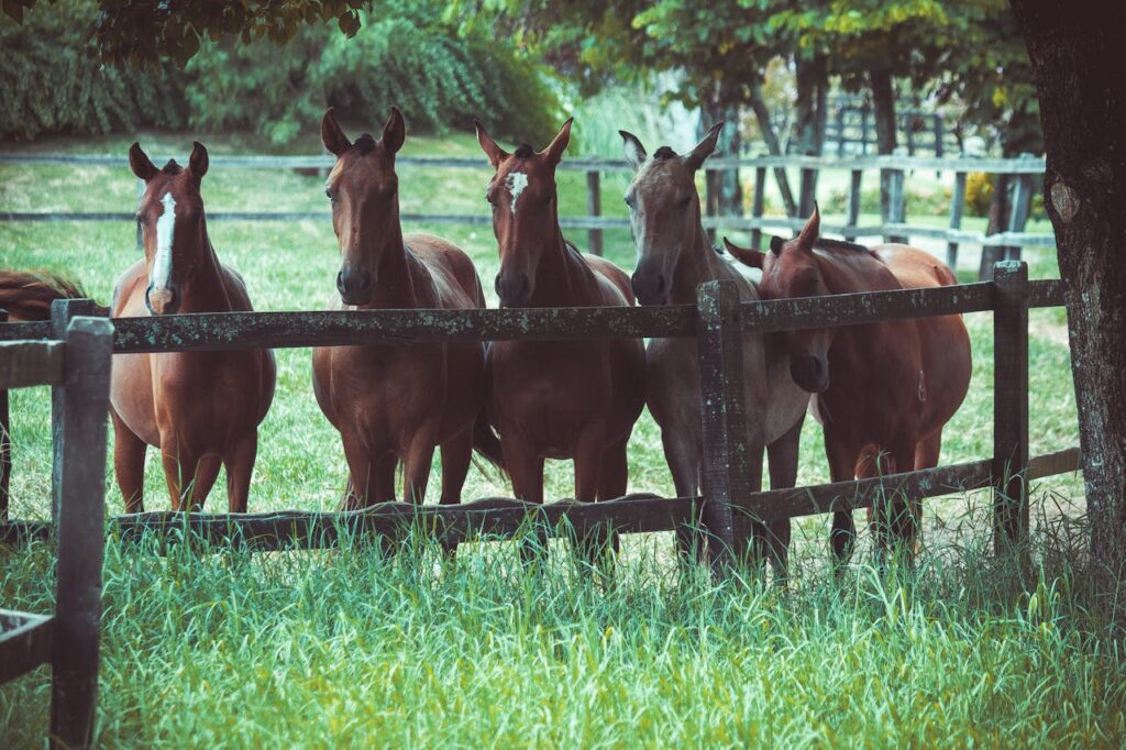 group of horses