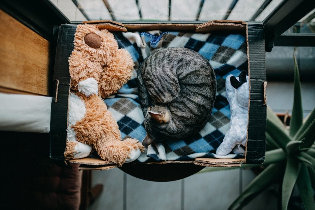 striped cat