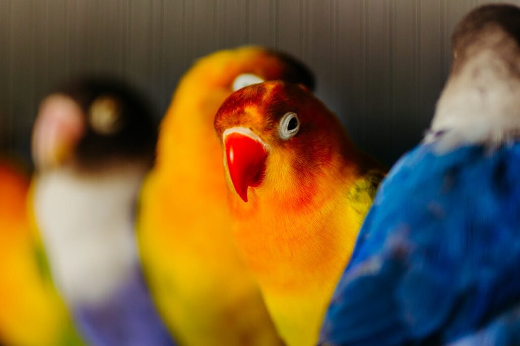 A bright colored lovebird