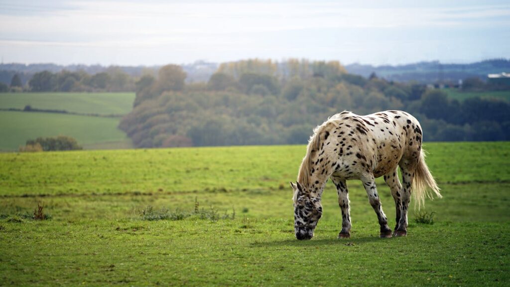 appaloosa horse