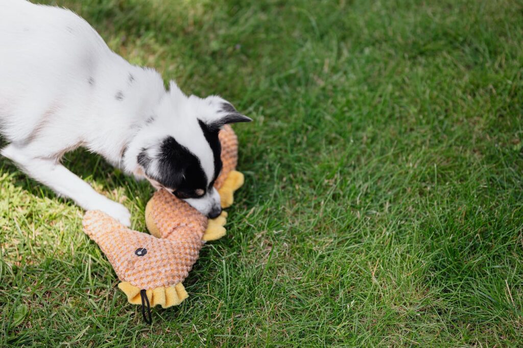 black and white dog biting