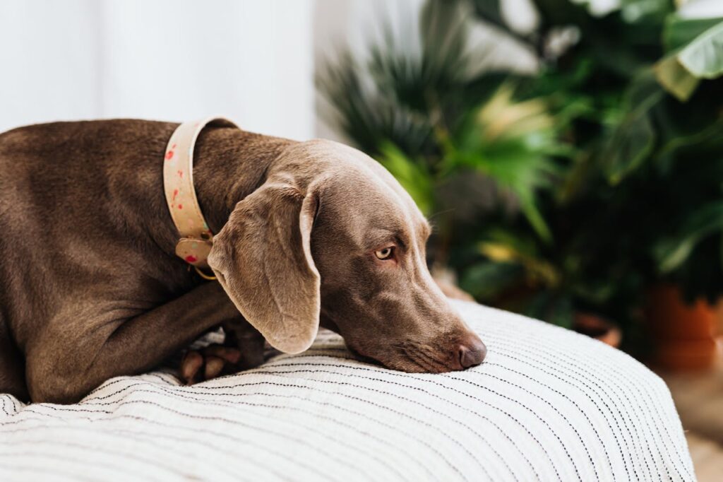 Lounging Dog