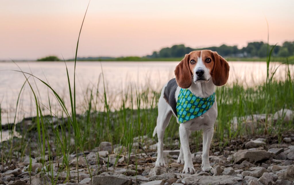 beagle dog standing on the shore of the lake at sunset.