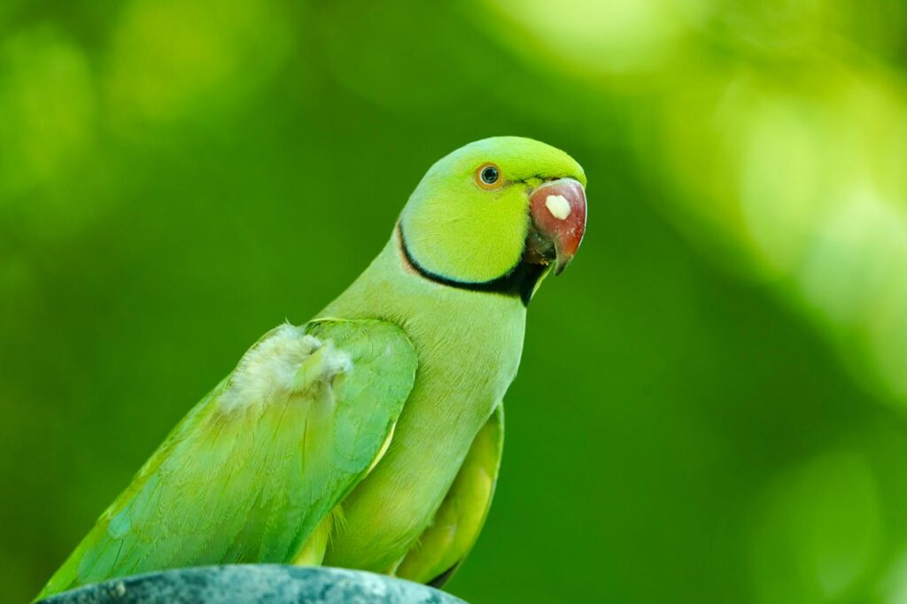 A green parrot looking at camera