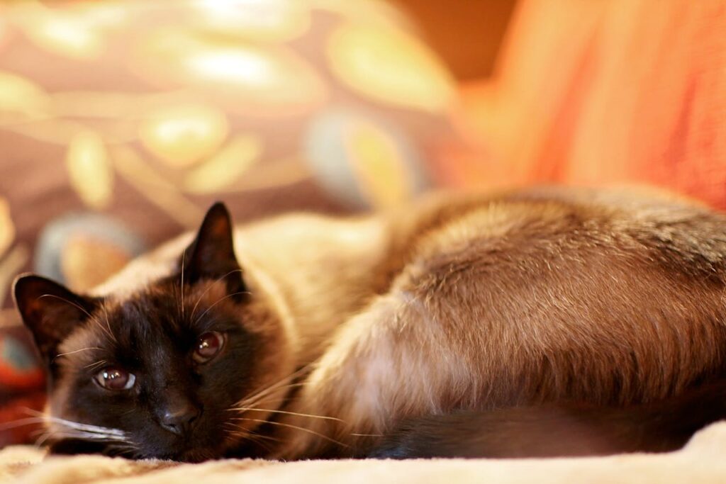siamese cat
