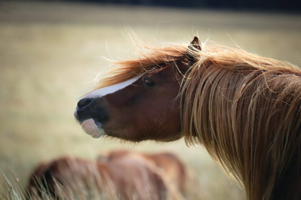 closeup of chestnut horse