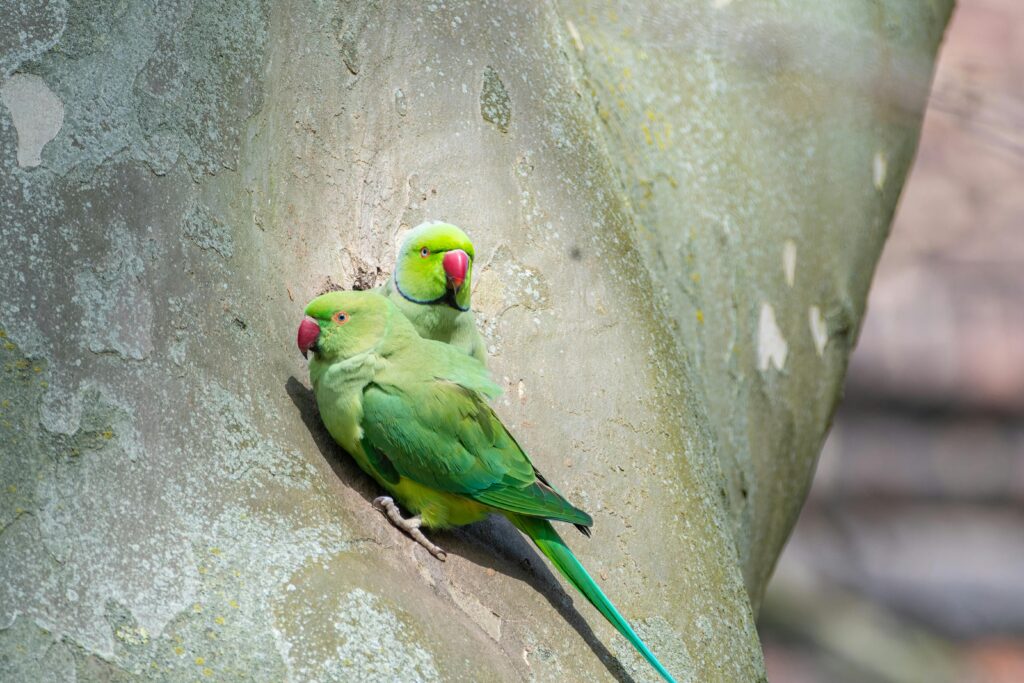 Two green parakeets bird