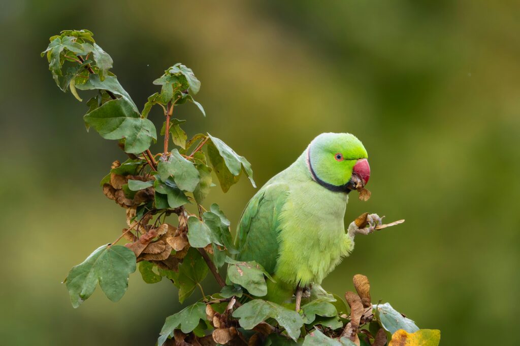 A green parrot on a plant branch