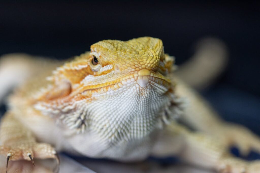 bearded dragon