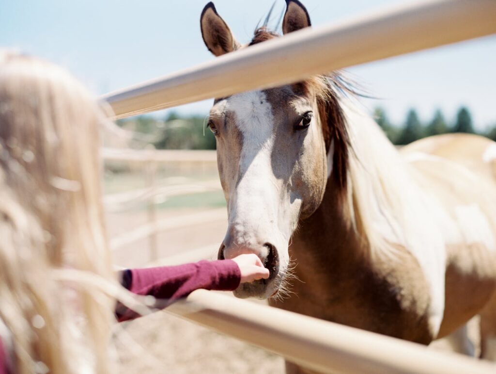 A Girl in Maroon Long Sleeve Shirt Touching Brown Horse