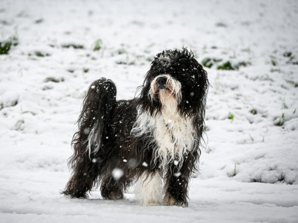 Tibetan Terrier