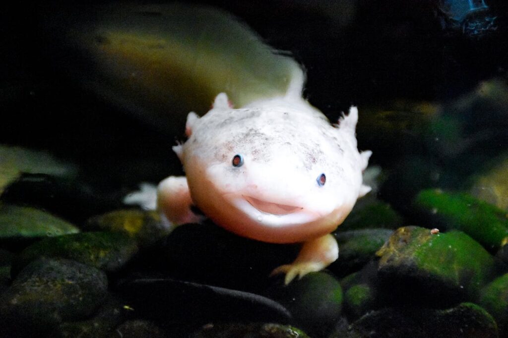 axolotls