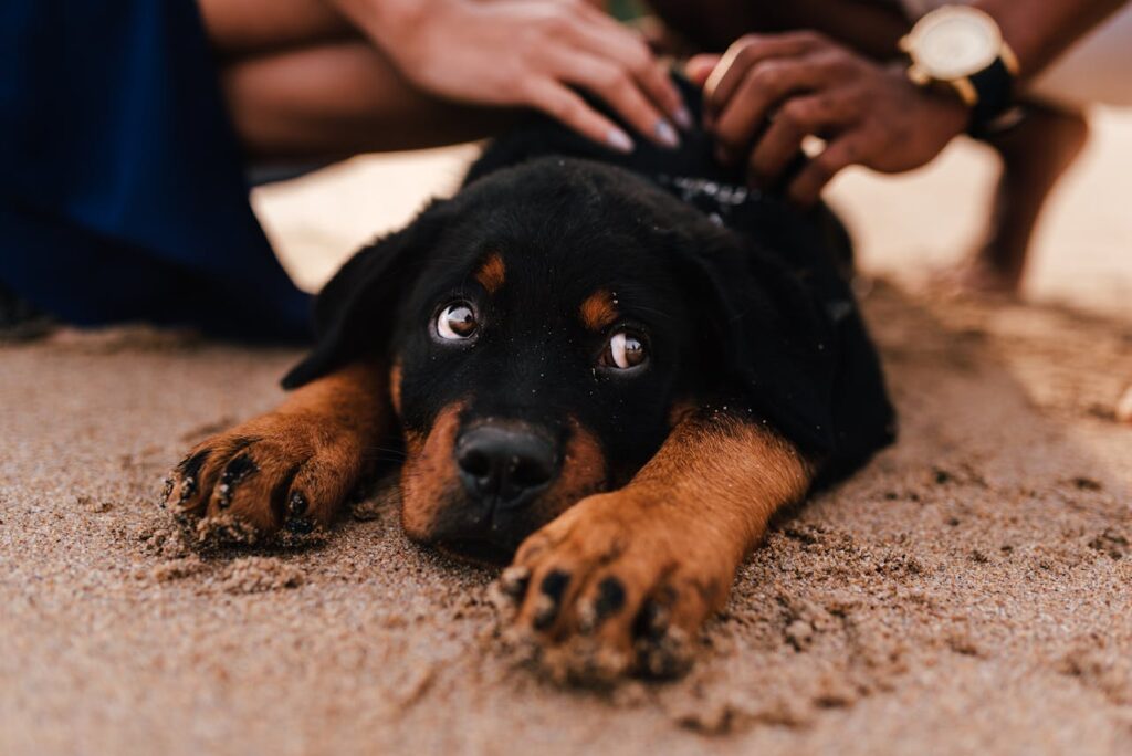 Rottweiler