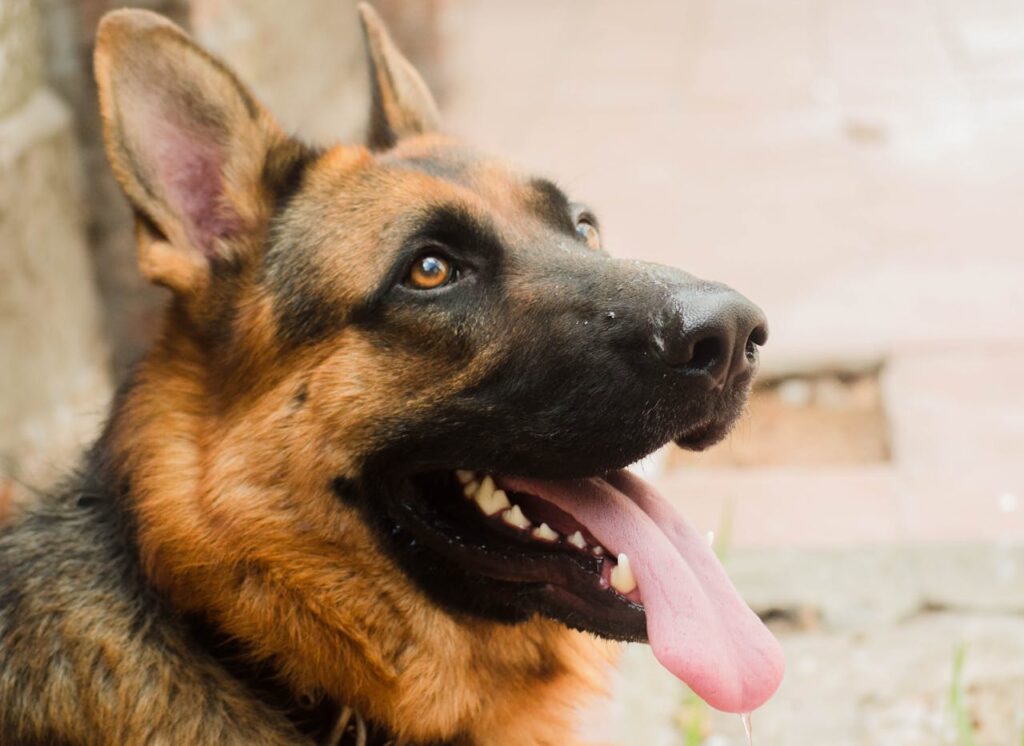 Close up of a german shepherd dog