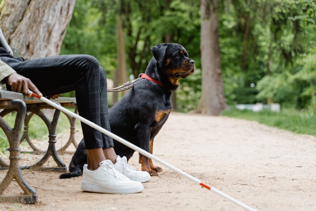 Rottweiler as a service dog