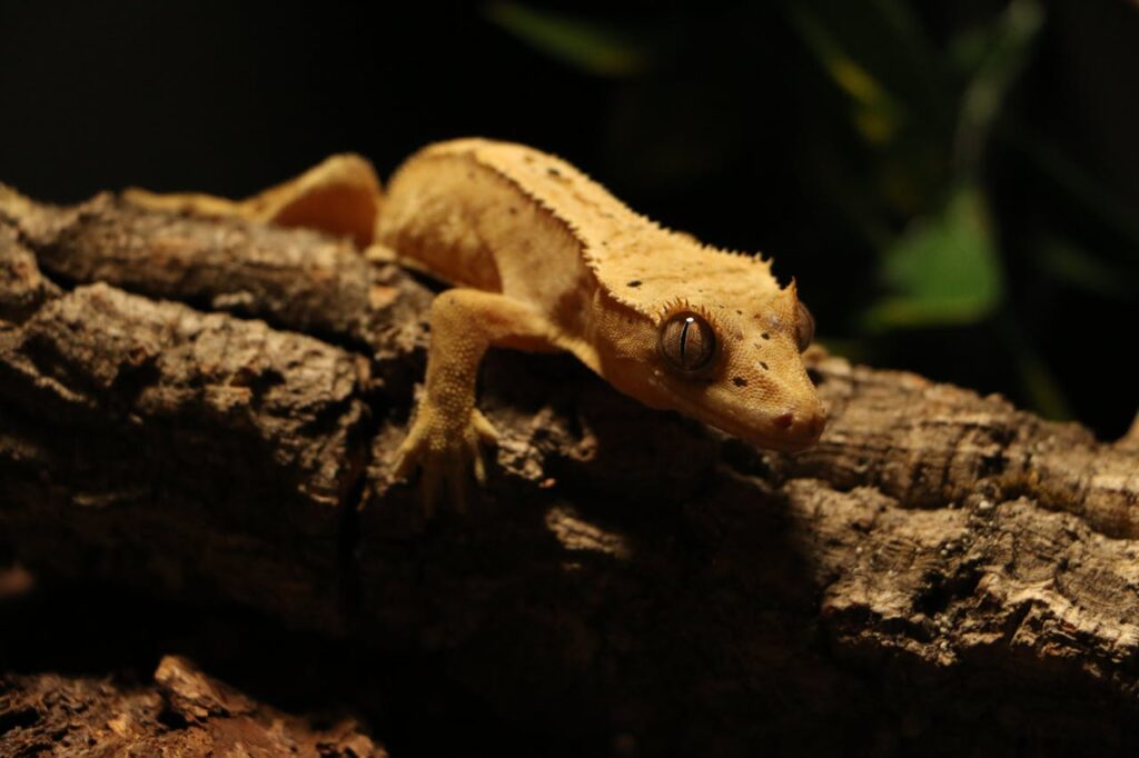 Crested Gecko