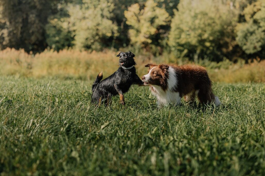Two dogs in a farm