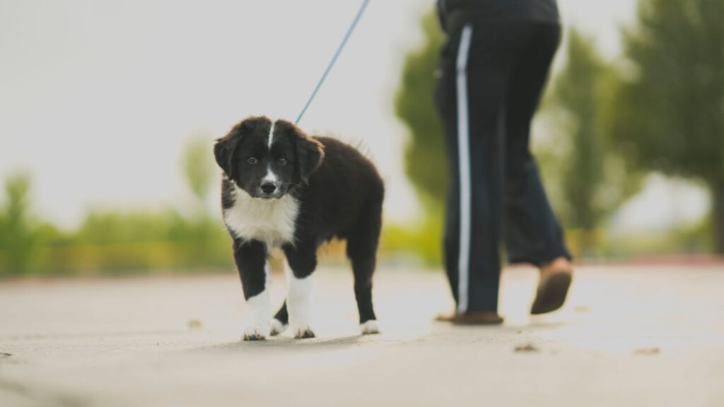 border collie